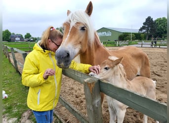 Haflinger / Avelignese, Giumenta, 10 Anni, 146 cm, Sauro