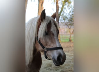 Haflinger / Avelignese, Giumenta, 10 Anni, 148 cm