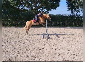 Haflinger / Avelignese, Giumenta, 10 Anni, 154 cm, Sauro