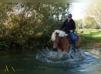 Haflinger / Avelignese, Giumenta, 10 Anni, 156 cm, Sauro