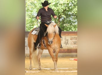 Haflinger / Avelignese, Giumenta, 10 Anni, 156 cm, Sauro