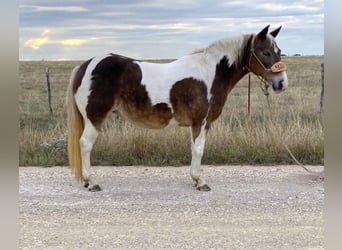 Haflinger / Avelignese Mix, Giumenta, 11 Anni, 124 cm