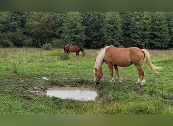 Haflinger / Avelignese, Giumenta, 12 Anni, 138 cm, Sauro