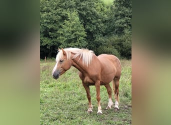 Haflinger / Avelignese, Giumenta, 12 Anni, 138 cm, Sauro