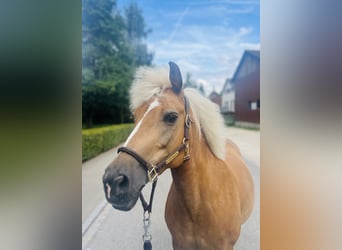 Haflinger / Avelignese Mix, Giumenta, 12 Anni, 140 cm, Palomino