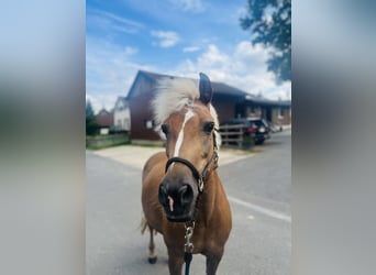 Haflinger / Avelignese Mix, Giumenta, 12 Anni, 140 cm, Palomino