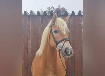 Haflinger / Avelignese, Giumenta, 12 Anni, 145 cm, Sauro