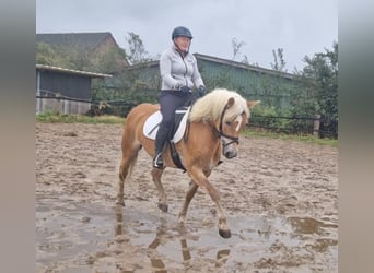 Haflinger / Avelignese, Giumenta, 12 Anni, 145 cm, Sauro