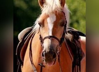 Haflinger / Avelignese, Giumenta, 12 Anni, 146 cm, Sauro