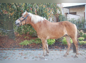 Haflinger / Avelignese, Giumenta, 12 Anni, 146 cm, Sauro