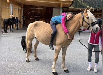 Haflinger / Avelignese, Giumenta, 12 Anni, 148 cm, Sauro