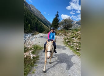 Haflinger / Avelignese, Giumenta, 12 Anni, 148 cm, Sauro