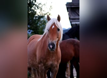 Haflinger / Avelignese, Giumenta, 12 Anni, 150 cm, Sauro