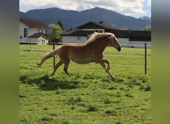 Haflinger / Avelignese, Giumenta, 12 Anni, 150 cm, Sauro