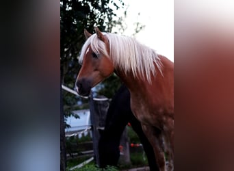 Haflinger / Avelignese, Giumenta, 12 Anni, 150 cm, Sauro