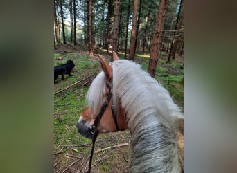 Haflinger / Avelignese, Giumenta, 12 Anni, 150 cm, Sauro