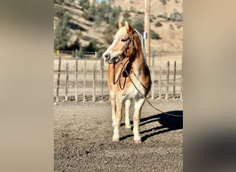 Haflinger / Avelignese, Giumenta, 12 Anni, 150 cm, Sauro scuro