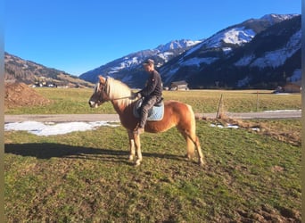 Haflinger / Avelignese, Giumenta, 12 Anni