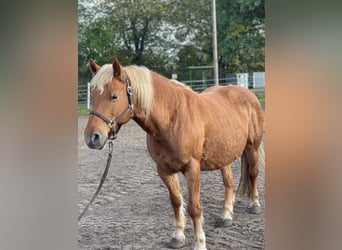 Haflinger / Avelignese, Giumenta, 13 Anni, 135 cm, Sauro