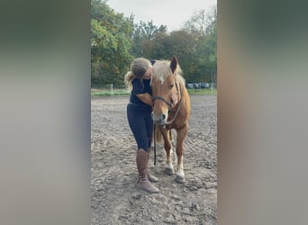 Haflinger / Avelignese, Giumenta, 13 Anni, 135 cm, Sauro