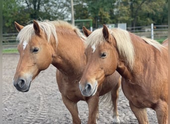 Haflinger / Avelignese, Giumenta, 13 Anni, 147 cm, Sauro