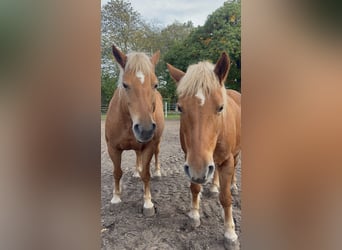 Haflinger / Avelignese, Giumenta, 13 Anni, 147 cm, Sauro