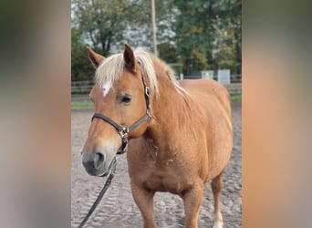 Haflinger / Avelignese, Giumenta, 13 Anni, 147 cm, Sauro