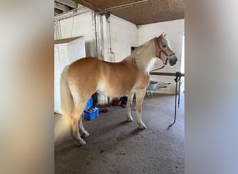 Haflinger / Avelignese, Giumenta, 13 Anni, 150 cm, Baio