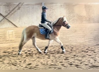 Haflinger / Avelignese, Giumenta, 13 Anni, 155 cm, Sauro