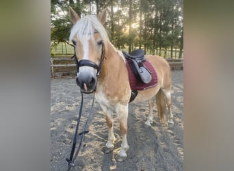 Haflinger / Avelignese, Giumenta, 13 Anni, 155 cm, Sauro