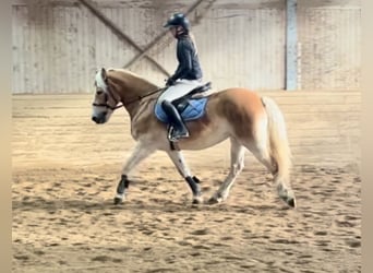 Haflinger / Avelignese, Giumenta, 13 Anni, 155 cm, Sauro