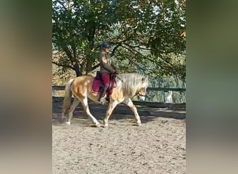 Haflinger / Avelignese, Giumenta, 13 Anni, 155 cm, Sauro