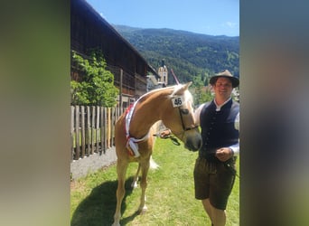 Haflinger / Avelignese, Giumenta, 14 Anni, 150 cm, Sauro