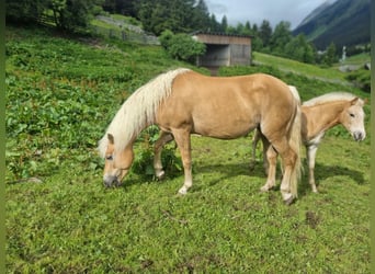 Haflinger / Avelignese, Giumenta, 14 Anni, 150 cm, Sauro