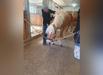 Haflinger / Avelignese, Giumenta, 14 Anni, 150 cm, Sauro