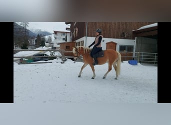 Haflinger / Avelignese, Giumenta, 14 Anni, 150 cm, Sauro