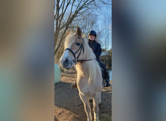 Haflinger / Avelignese Mix, Giumenta, 15 Anni, 144 cm, Falbo