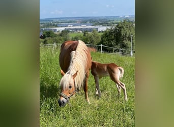 Haflinger / Avelignese, Giumenta, 15 Anni, 148 cm, Sauro