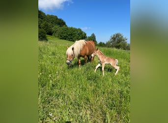 Haflinger / Avelignese, Giumenta, 15 Anni, 148 cm, Sauro