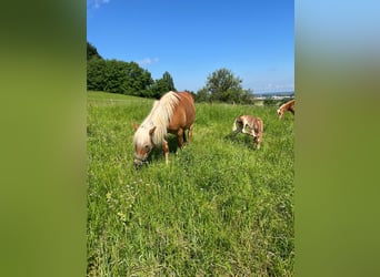 Haflinger / Avelignese, Giumenta, 15 Anni, 148 cm, Sauro