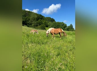 Haflinger / Avelignese, Giumenta, 15 Anni, 148 cm, Sauro