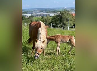 Haflinger / Avelignese, Giumenta, 15 Anni, 148 cm, Sauro