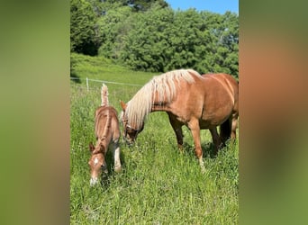 Haflinger / Avelignese, Giumenta, 15 Anni, 148 cm, Sauro