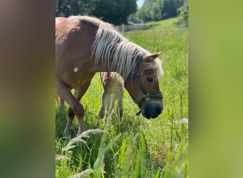 Haflinger / Avelignese, Giumenta, 15 Anni, 148 cm, Sauro