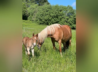 Haflinger / Avelignese, Giumenta, 15 Anni, 148 cm, Sauro