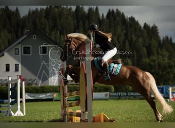 Haflinger / Avelignese, Giumenta, 16 Anni, 148 cm, Sauro
