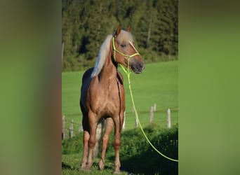 Haflinger / Avelignese, Giumenta, 16 Anni, 148 cm, Sauro