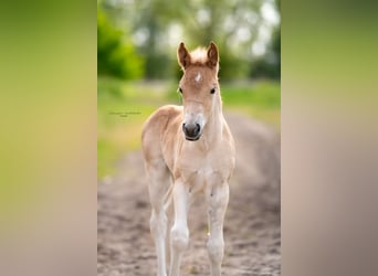 Haflinger / Avelignese, Giumenta, 18 Anni, 147 cm, Sauro