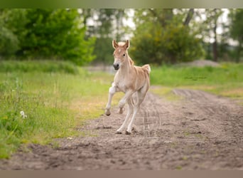 Haflinger / Avelignese, Giumenta, 18 Anni, 147 cm, Sauro