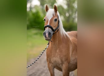 Haflinger / Avelignese, Giumenta, 18 Anni, 147 cm, Sauro